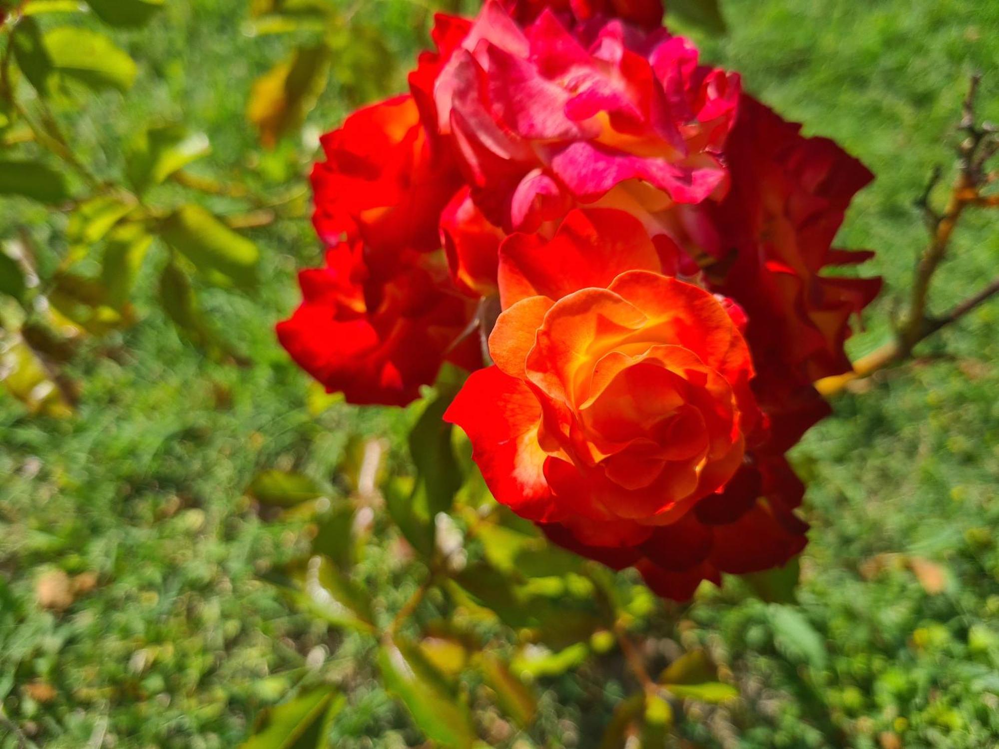 مبيت وإفطار Montecastrilli Dolce Alba المظهر الخارجي الصورة