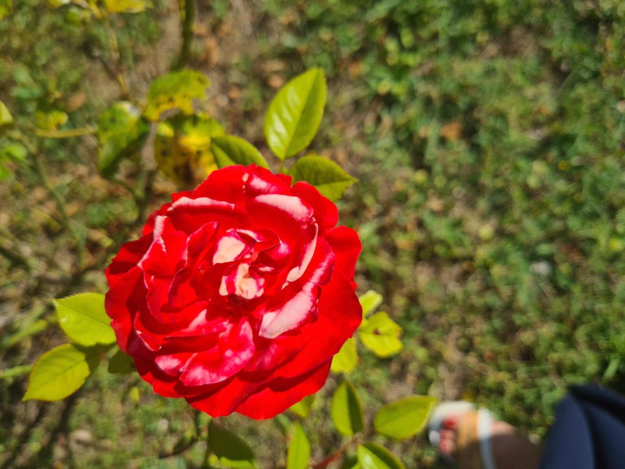 مبيت وإفطار Montecastrilli Dolce Alba المظهر الخارجي الصورة